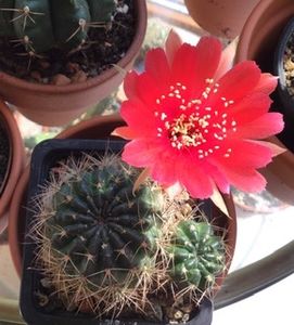 E2A14309-DF4B-44C5-AECD-B22B2997D540 - Cactusi