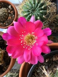 589E7D6D-E59D-4B0C-9835-7A8A53144497 - Cactusi