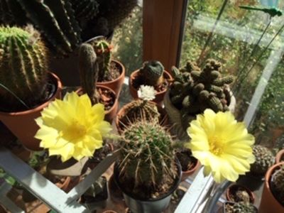 5A4A146E-67E5-4962-854B-E5C8BF7AD57C - Cactusi