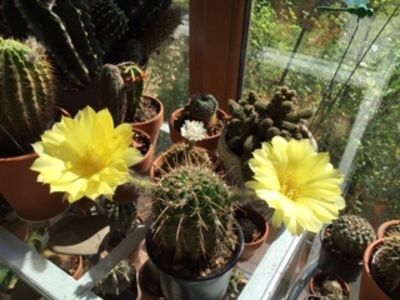 D44822D9-9260-4D1F-B39E-21E32F0A4B5F - Cactusi