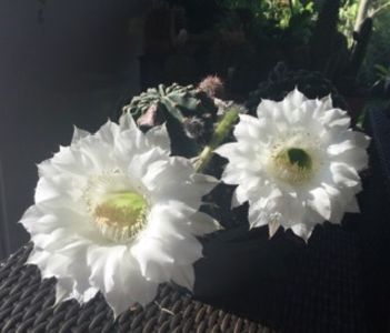 752B8BA8-E7D0-4DAD-902A-81FA4B46EADA - Cactusi