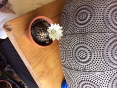 D139D091-DA43-48C3-88D1-2C020D9EE109 - Cactusi