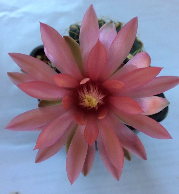 80ACC115-FA12-4359-8071-BB6CDCC3B986 - Cactusi
