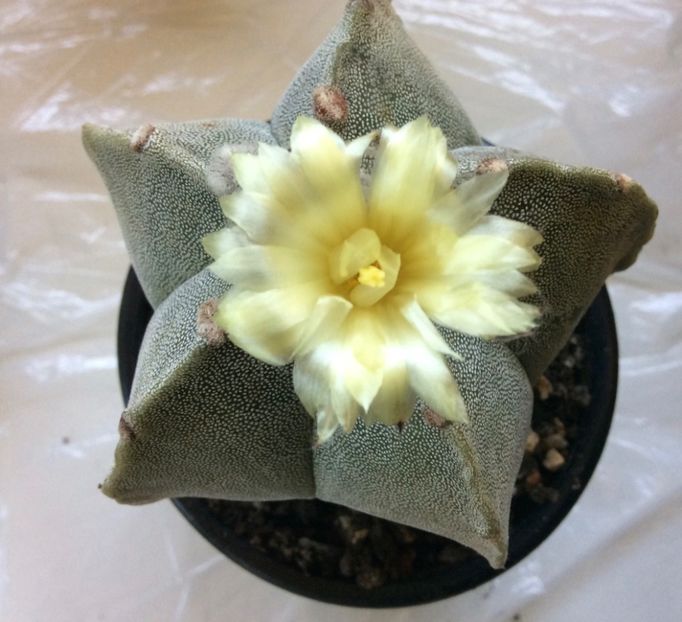 722A8D8D-1D1D-4608-B2E5-4204175AB4F8 - Cactusi