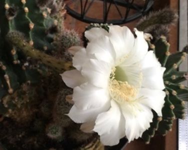3259A015-6660-43A4-9E19-E90B5A327DCF - Cactusi