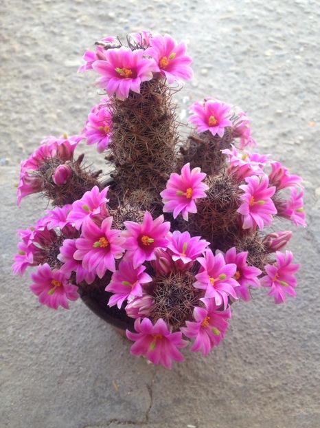 D13EE529-B9AA-4338-8679-DDF764CCD46F - Cactusi