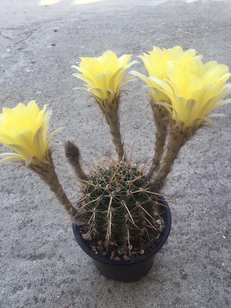 61789C17-80D0-4952-A1B0-BABAA93D03C3 - Cactusi