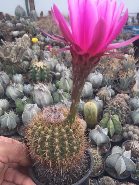 5B6DFD05-952B-4C33-AF53-3AD23AF371DE - Cactusi