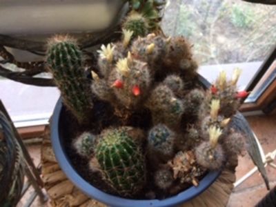 AD1E933C-6C94-421D-ACAE-AC7ABCAC5B13 - Cactusi