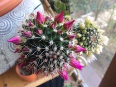 5F1750FE-5EA6-480D-A59D-7A12E53FE89E - Cactusi