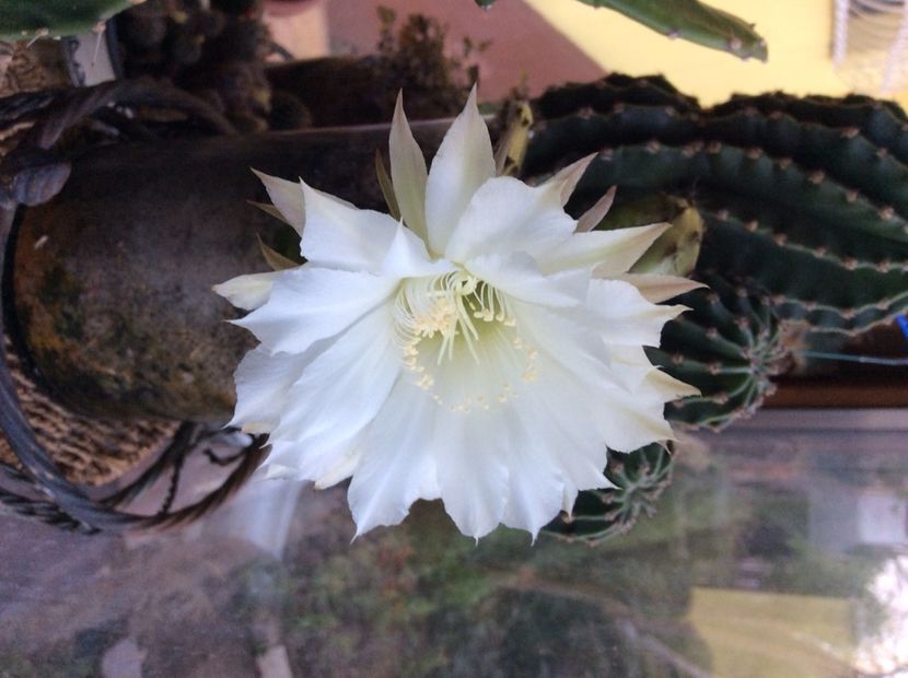 584BBF5D-D826-4622-8DF6-667CEFB60FE4 - Cactusi
