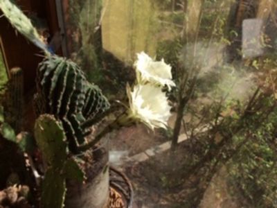 FFE55C80-6B4A-4F1D-AFC0-E8FBFF49735F - Cactusi