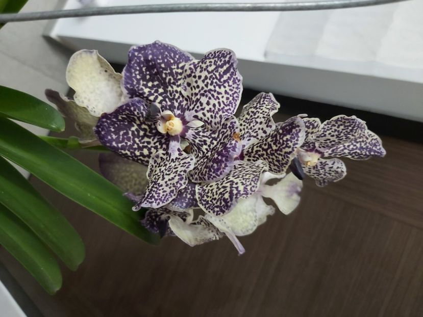  - vanda