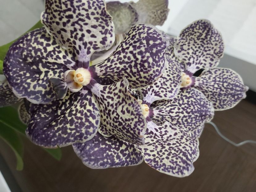  - vanda