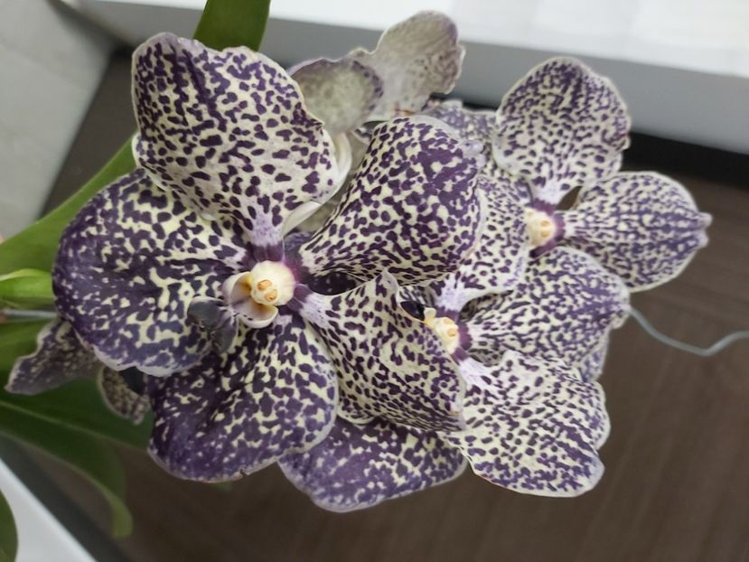  - vanda