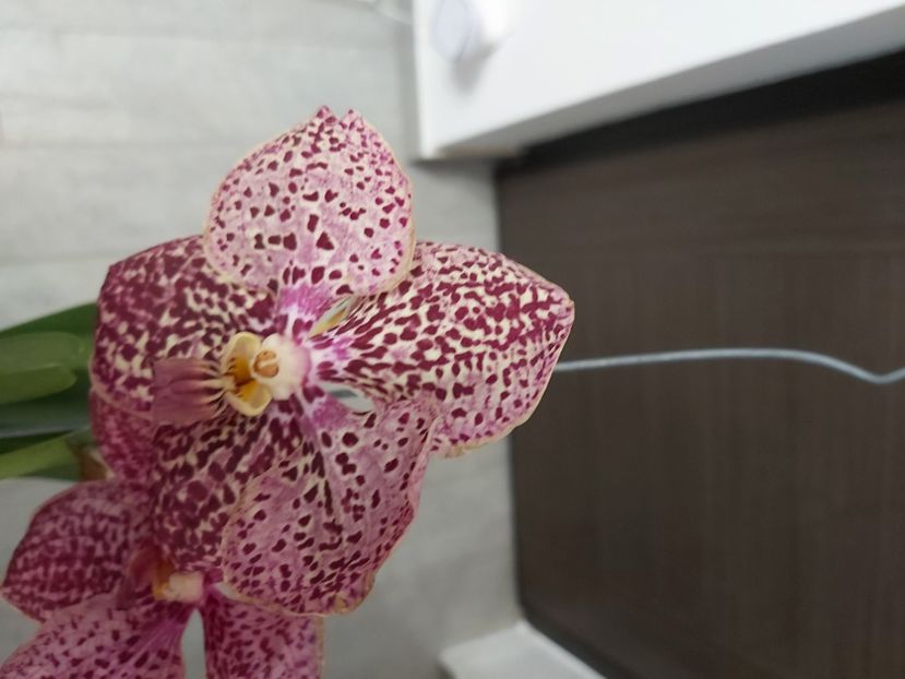  - vanda