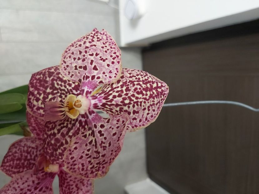  - vanda