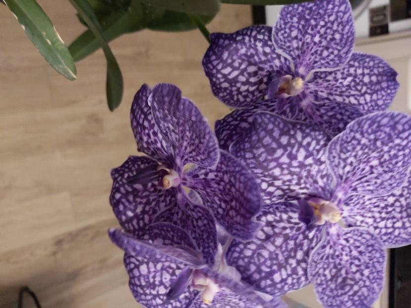  - vanda