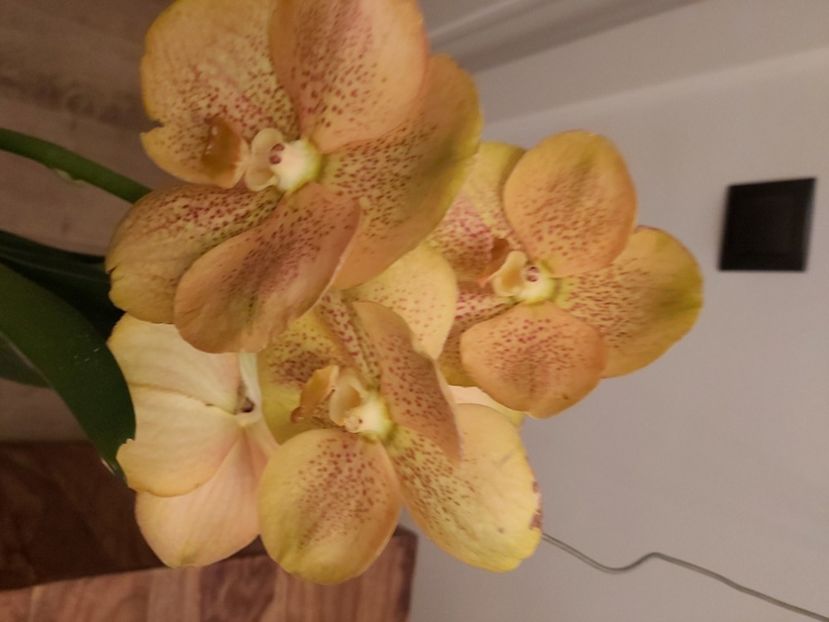  - vanda