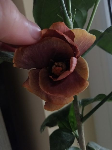 SHYAMA - Hibiscus