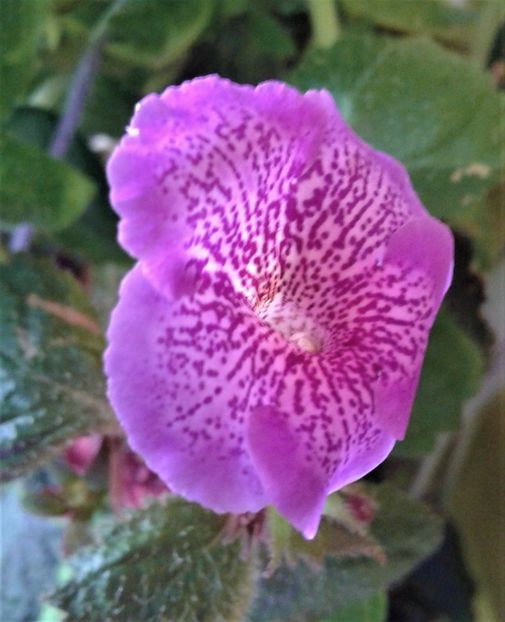 20201024_080810-1 - colectia mea de achimenes 001 2020