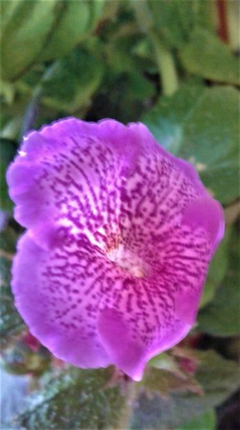  - colectia mea de achimenes 001 2020