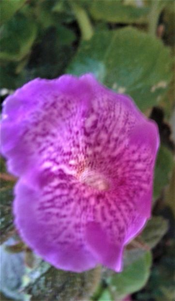  - colectia mea de achimenes 001 2020