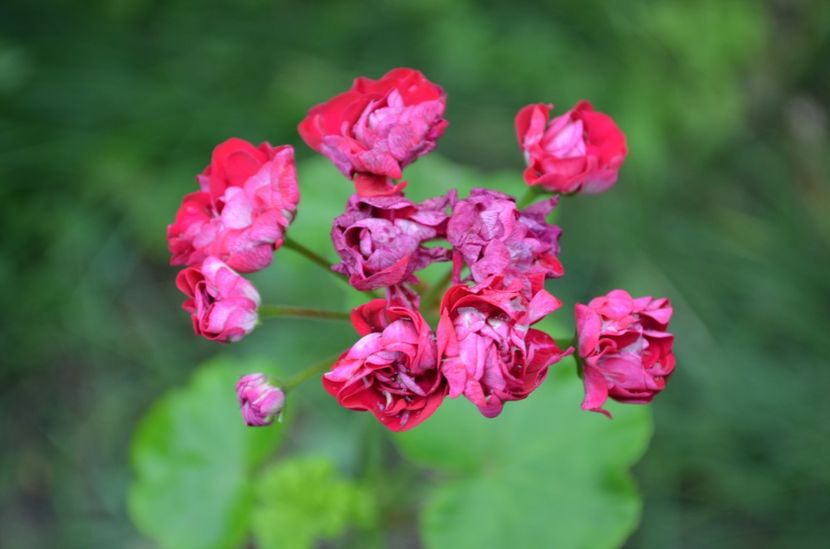  - dragostea  de natura