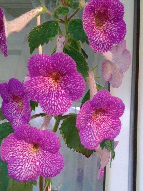  - 0000 ACHIMENES
