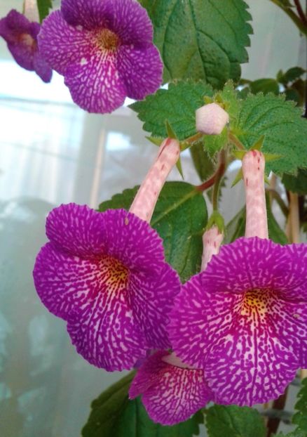  - 0000 ACHIMENES