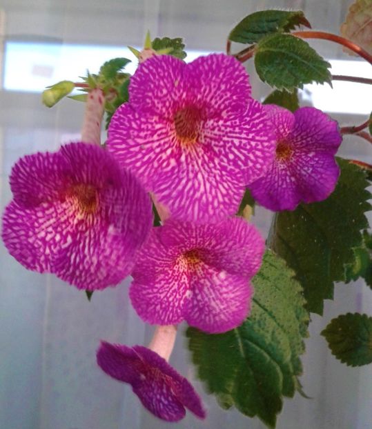  - 0000 ACHIMENES