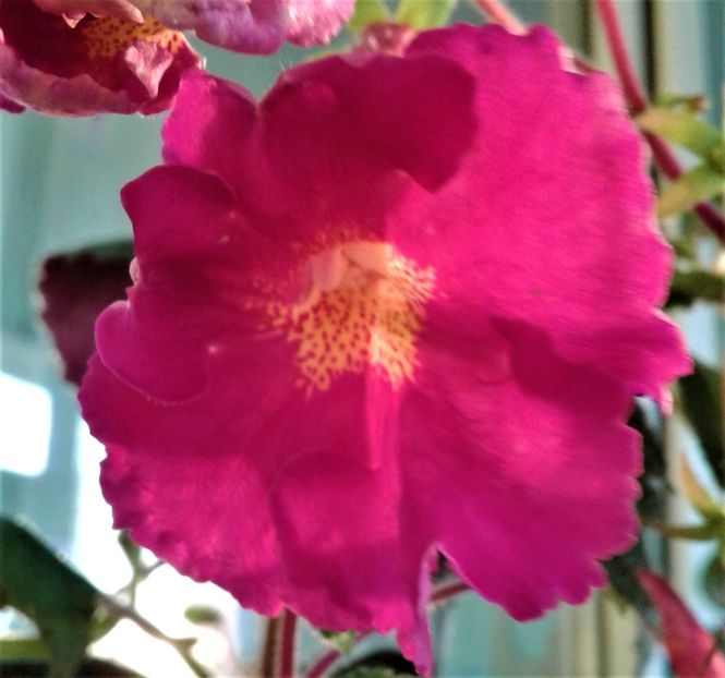  - 0000 ACHIMENES