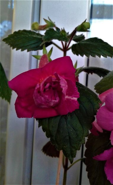  - 0000 ACHIMENES