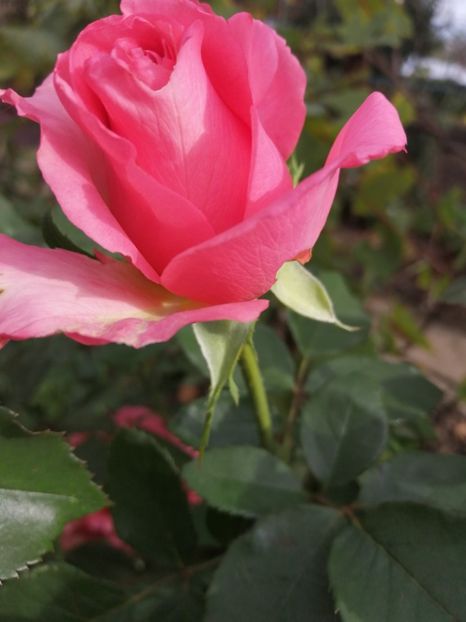  - Trandafiri 2020_2022 2023