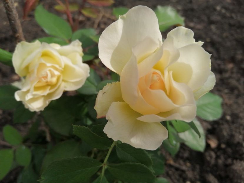  - Trandafiri 2020_2022 2023