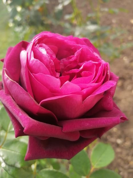  - Trandafiri 2020_2022 2023