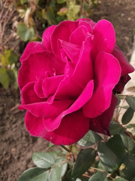  - Trandafiri 2020_2022 2023