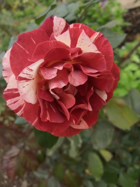  - Trandafiri 2020_2022 2023