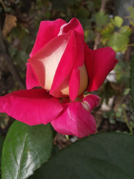  - Trandafiri 2020_2022 2023