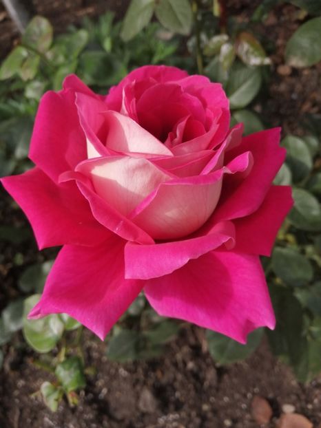  - Trandafiri 2020_2022 2023