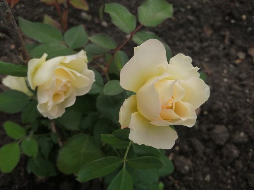  - Trandafiri 2020_2022 2023