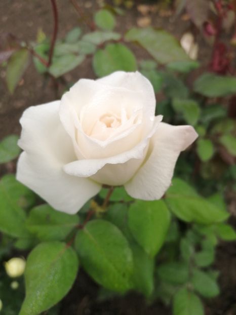  - Trandafiri 2020_2022 2023