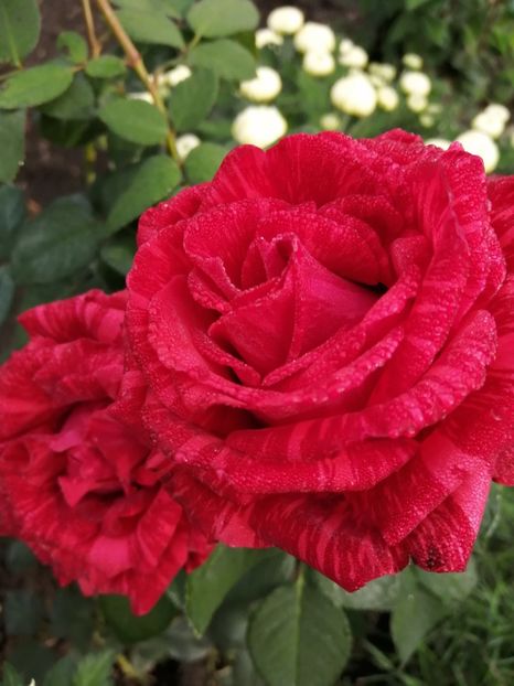  - Trandafiri 2020_2022 2023