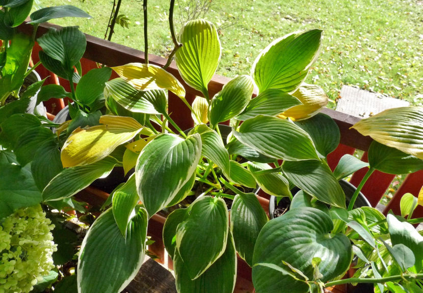  - 2020 - 03 - Toamna