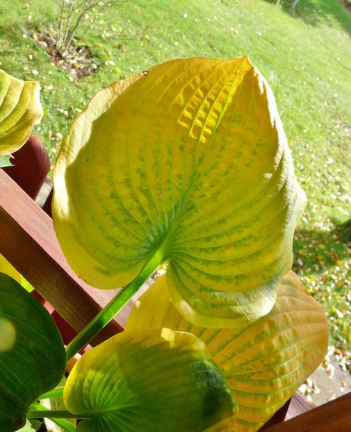  - 2020 - 03 - Toamna