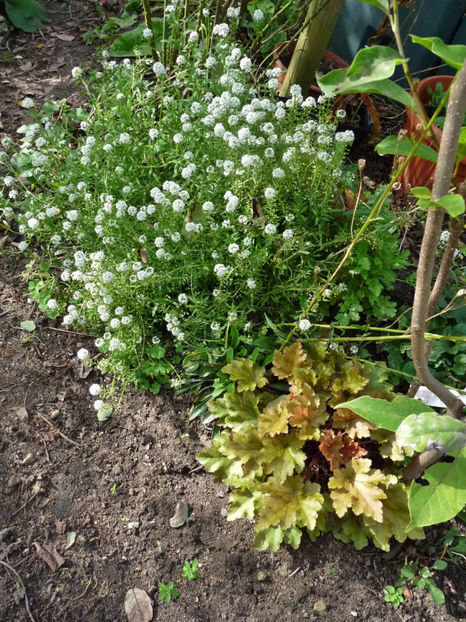  - 2020 - 03 - Toamna