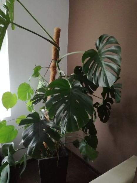  - Philodendron