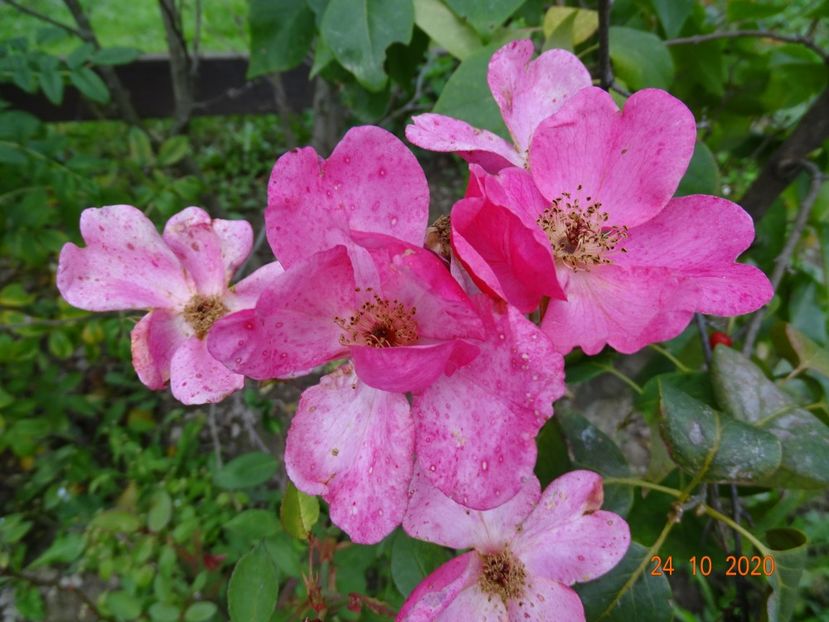 Betty Prior - Trandafiri 4