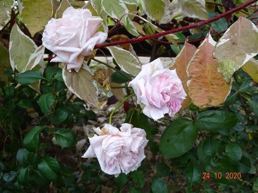 in loc de Rosalita - Trandafiri 4