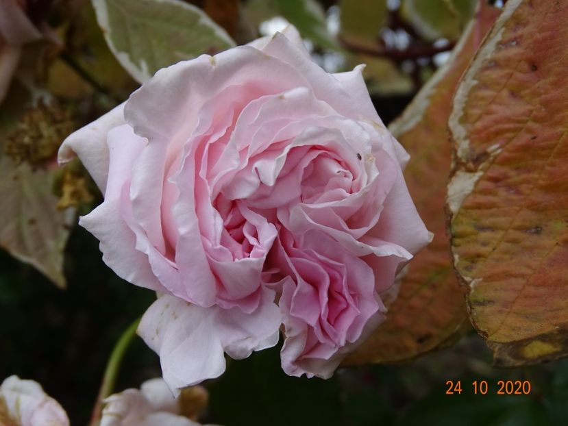 in loc de Rosalita - Trandafiri 4